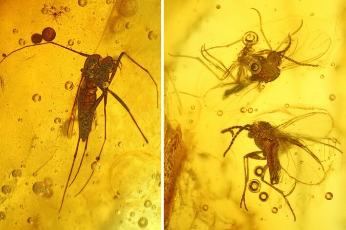 Three Fossil Flies (Diptera) In Baltic Amber #234461